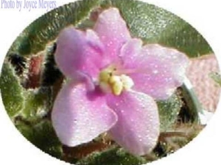 Baby Sunshine (Nichols) Double fuchsia pink. Dark green, plain. Miniature (CA)