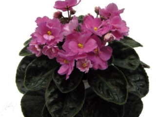 Bahama Mama 09/05/1979 (S. Leary) Semidouble bright red. Plain, quilted. Large