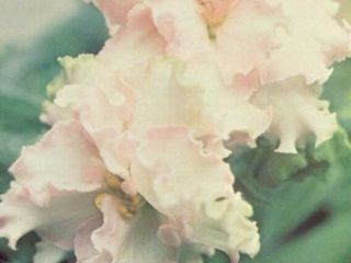 Baker's Dippity Doo 01/18/1978 (D. Baker) Double white and pink/green frilled edge. Ruffled. Standard