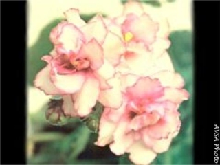 Baker's Hot Lips 01/18/1978 (D. Baker) Semidouble white/dark red frilled edge. Quilted, ruffled. Standard