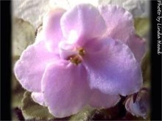 Baker's Louise 02/27/1999 (P. Davidson) Double pink. Light green, plain, pointed/red back. Standard