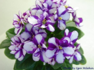 Balchug Poljot [Balchug Flight] 01/27/2006 (I. Milekhin) Semidouble chimera dark purple-blue pansy/white stripe. Medium green, pointed, glossy. Semiminiature (Russ/Ukr)