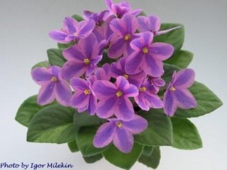 Balchug Vysokii Stil' [Balchug High Style] 01/27/2006 (I. Milekhin) Single-semidouble chimera bright pink pansy/blue stripe, purple fantasy. Medium green, plain, pointed, glossy, hairy/red back. Semiminiature (Russ/Ukr)