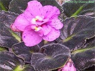 Balderdash (K. Stork) Semidouble-double bright pink pansy/dark purple fantasy. Medium-dark green, plain, glossy. Standard