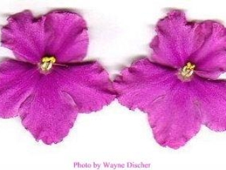 Balladin (D. Croteau) Semidouble fuchsia two-tone. Dark green, plain, quilted. Standard (CA)