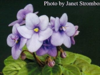 Ballet Blue Ice (A. Fischer) Semidouble dark blue/darker edge. Miniature (Western)