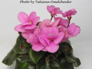 Ballet Cotton Candy (A. Fischer) Double hot pink. Dark green/red back. Miniature (Western)