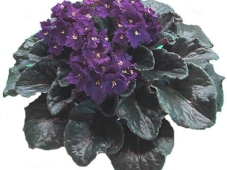 Ballet Inge 09/20/1976 (A. Fischer) Single purple frilled. Plain, scalloped. Standard (Western)