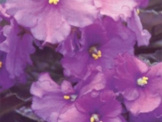 Ballet Marta 09/30/1976 (A. Fischer) Single-semidouble violet two-tone frilled. Plain. Standard (Western)