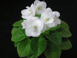 Ballet Snowcone (A. Fischer) Double white. Heart-shaped. Miniature (Western)