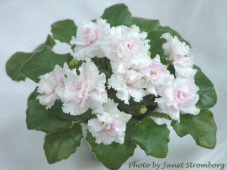 Ballet Taffy (A. Fischer) Double white star/pink tinge. Light green. Miniature (Western)