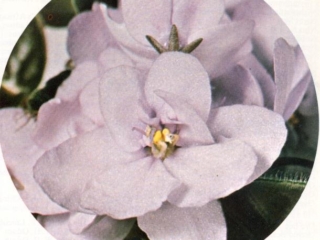 Bambino (Richter) Double light blue. Dark green, plain, glossy. Semiminiature