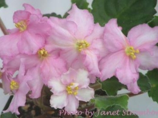 Banana Split 06/09/1995 (S. Sorano) Semidouble white frilled star/yellow blush, pink mottling. Medium green, quilted, ruffled. Standard