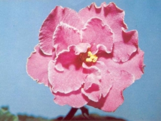 Bandwagon 10/07/1972 (Eyerdom) Semidouble red-orchid/variable white edge. Medium green, ruffled. Standard