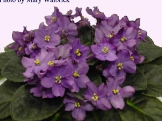 Barbara Ann 07/18/1997 (K. Stork) Single-semidouble lavender-purple two-tone star. Medium green, plain. Standard
