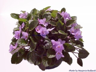 Barbara Jane Trail 11/24/1989 (P. Harris) Double bright pink star/raspberry overlay. Medium green, plain, pointed. Standard trailer (Western)