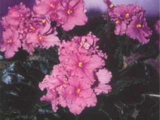 Barbara Jean 07/30/1977 (E. Fisher) Double dark pink. Plain. Large (CA 137, 1979)