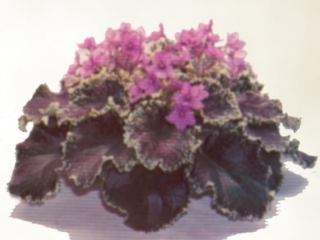 Barbara Sisk (B. Sisk) Single lavender frilled/white stripes. Variegated. Standard
