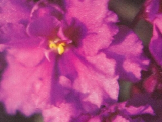 Barbie's Dream 03/06/1982 (B. Miller-Morris) Double fuchsia and pink frilled. Variegated, ruffled. Large