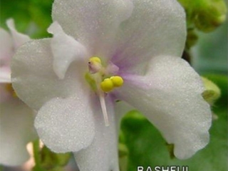 Bashful 11/09/1996 (S. Sorano) Semidouble-double white pansy/fuchsia mottling. Medium green, ovate, quilted. Semiminiature