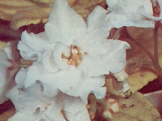 Bashful Betsy 11/13/1975 (E. Champion) Double white frilled star/pink center. Variegated, plain, quilted. Large