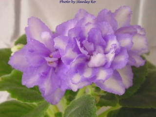 Beachcomber (S. Sorano) Semidouble-double white large star/variable pink and blue mottled edge. Medium green. Large