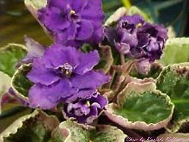 Blackberry Halo – African Violet Society of America