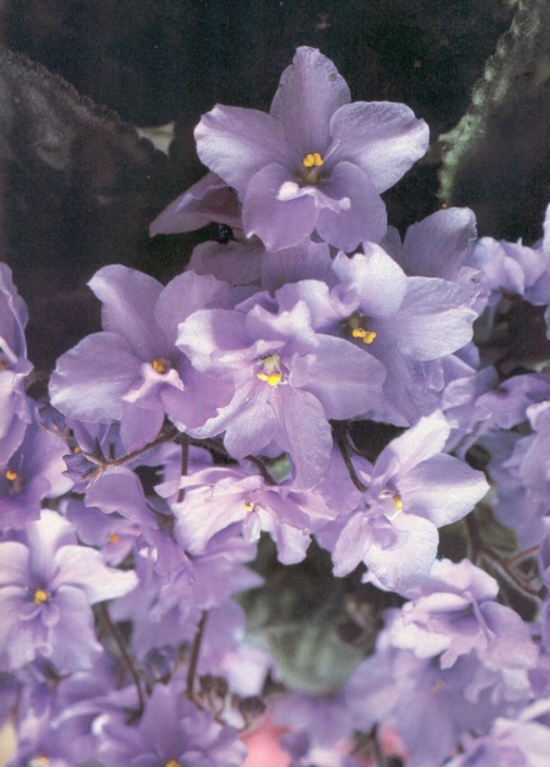 Blue Brad Blue Brad 02/15/1985 (B. Elkin) Double light blue. Bright green, plain, pointed. Standard (Western)