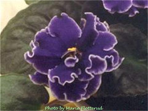 Blue Danube Blue Danube (Volkmann) Double dark blue/white edge. Medium green, plain. Standard (TX Hyb)