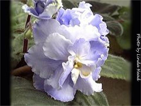 Blue Diamonds Blue Diamonds (S. Sorano) Single-semidouble pale blue pansy/variable creamy white eye, yellow streaks. Dark green, serrated. Large