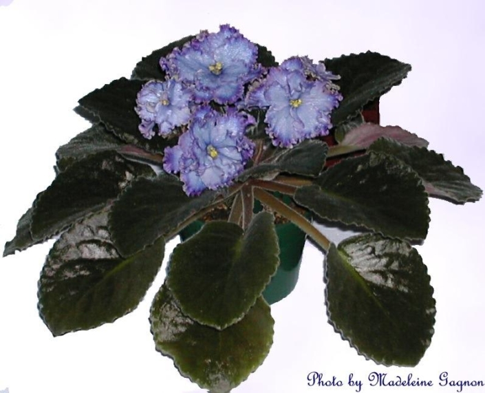 Blue Dragon Blue Dragon 12/17/2005 (Lyndon Lyon Greenhouses/P. Sorano) Double light blue large frilled star/raspberry edge. Dark green, plain/red back. Large
