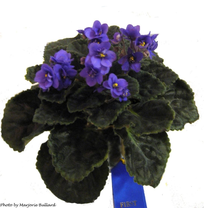 Blue Girl Blue Girl (C. Ulery) Single blue-violet. Round girl foliage. Standard