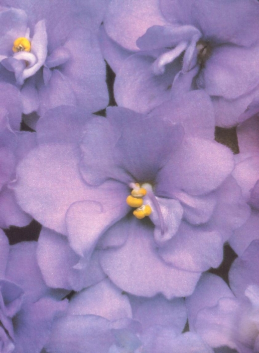 Blue Glacier Blue Glacier 01/31/1986 (F. Tinari) Double medium blue. Dark green, ovate, pointed, glossy. Standard