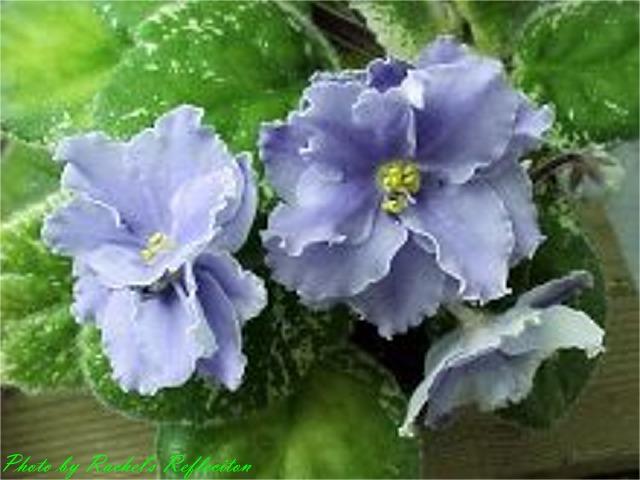 Blue Happenings Blue Happenings (S. Whitaker) Double light blue. Variegated. Standard (TX Hyb)