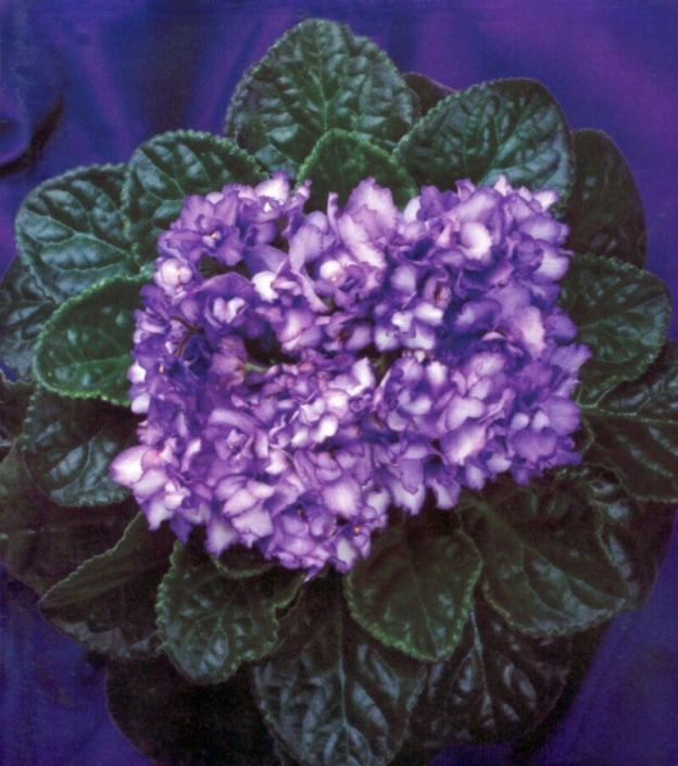 Bluejay Bluejay 03/03/1983 (M. Corrigan) Double medium blue two-tone. Medium green, plain, glossy, ruffled. Standard