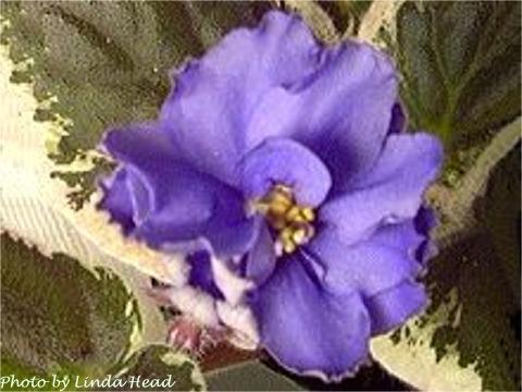 Blue Masterpiece Blue Masterpiece (S. Sorano) Double dark blue star. Variegated dark green, white and variable pink. Standard