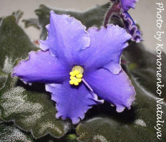 Blue Mink Blue Mink 07/28/1995 (S. Sorano) Single dark blue-lavender sticktite star/lavender edge. Medium green, plain, pointed. Standard