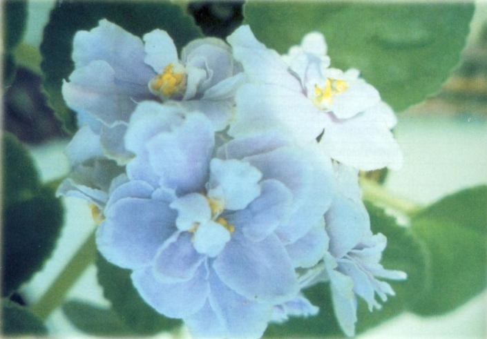 Blue Puff Blue Puff 04/01/1991 (Eyerdom) Double light blue. Light green, pointed, quilted, hairy. Standard