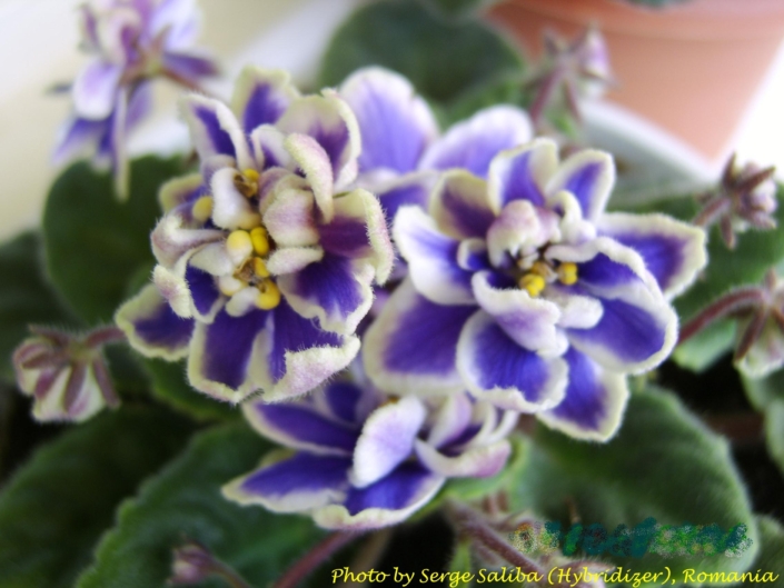 Blue Rabbit Blue Rabbit (S. Saliba) Semidouble-double blue-purple pansy/wide white edge. Medium green, quilted, serrated/red back. Standard