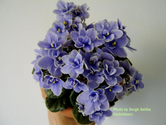 Blue Sugar (S. Saliba) Semidouble-double light blue pansy/white edge. Dark green, quilted, serrated/red back. Standard