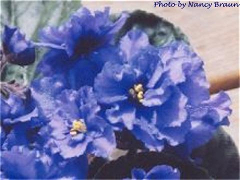 Blue Is Blue Blue Is Blue 10/08/1993 (S. Sorano) Semidouble-double medium blue star. Dark green, quilted, wavy/red back. Standard