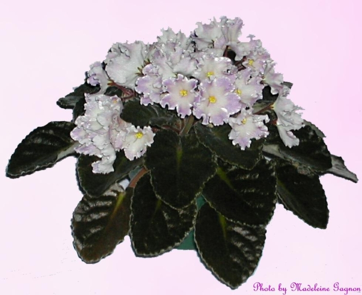 Blushing Ivory 10/08/1993 (S. Sorano) Single ivory star/wide rose-orchid sparkle edge. Dark green, pointed, quilted, scalloped. Standard