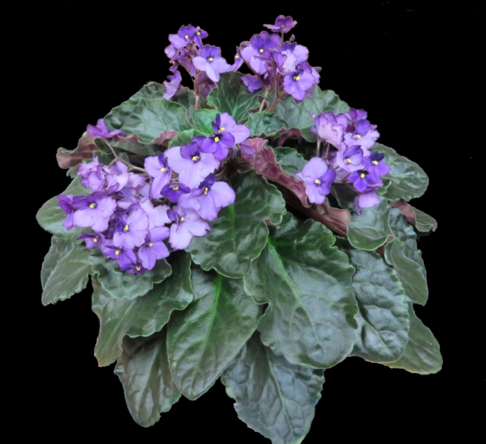 Bob&#039;s Purrty Purple