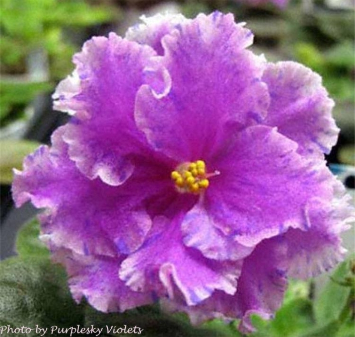 Bold Party Girl 03/22/2008 (Lyndon Lyon Greenhouses/P. Sorano) Double lavender-pink frilled star/fuchsia eye, blue fantasy, light pink edge. Medium green, plain, quilted. Standard