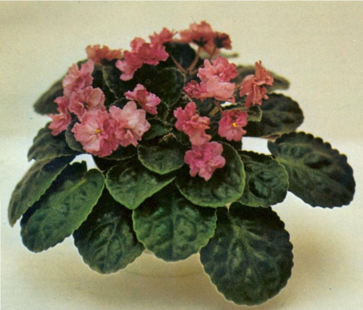 Bonus Babe 07/27/1972 (F. Tinari) Double wine-fuchsia ruffled. Quilted, serrated. Standard