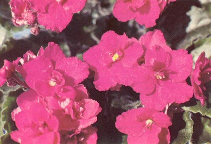 Bourbon Street 09/05/1979 (S. Leary) Double dark red ruffled. Plain, quilted. Large (DAVS 475)