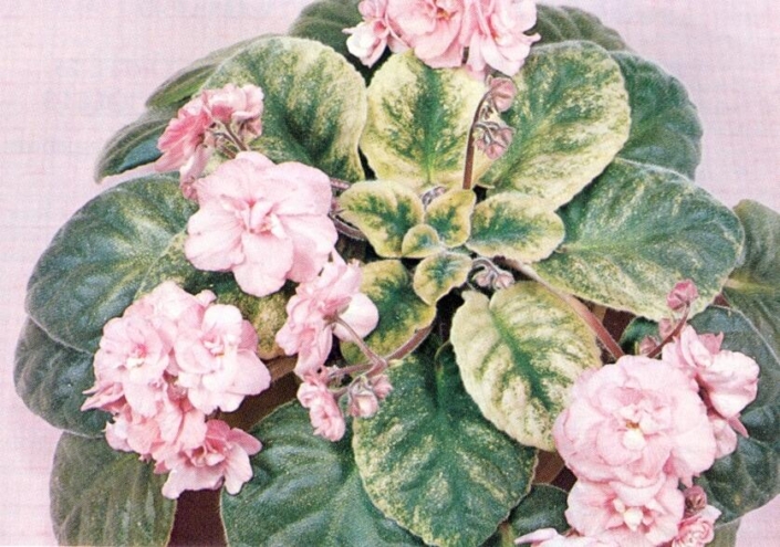 Bright Butterfly 09/25/1977 (E. Champion) Double dark pink. Variegated, quilted. Large