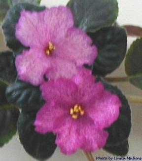 Broadway Star Broadway Star (S. Sorano) Single-semidouble medium pink large star/fuchsia sparkle fantasy, wide darker edge. Dark green. Standard