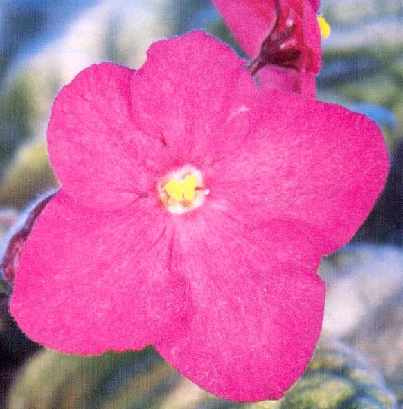 Brocade Brocade 12/15/1983 (E. Champion) Single dark fuchsia/coral rays. Crown variegated, plain. Standard