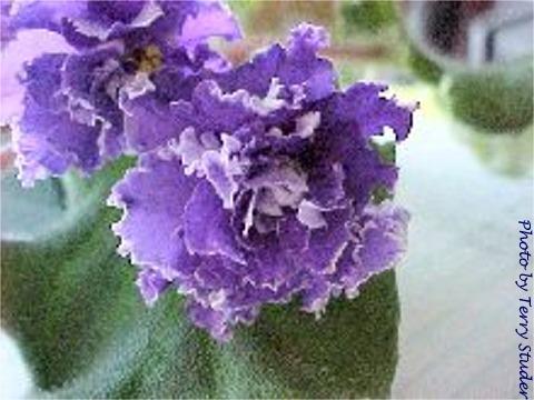 Brussels Sprouts Brussels Sprouts 06/29/1952 (Fischer) Double dark purple/white ruffled edge, silver-green back. Standard
